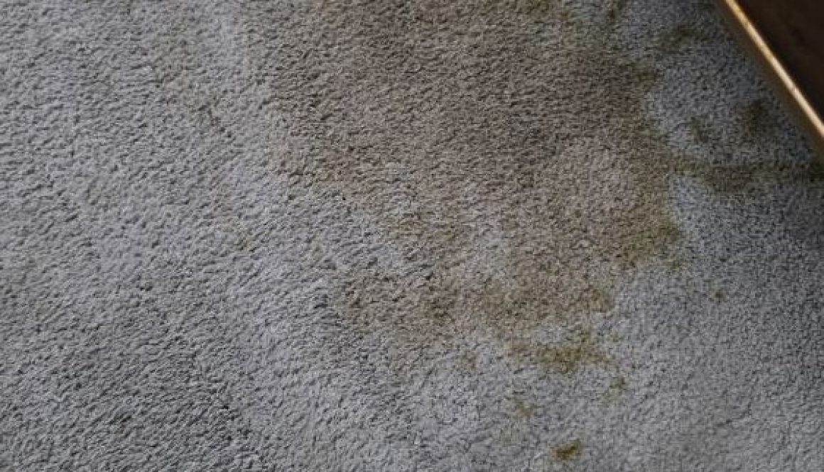 Carpet stain removal in Newmarket – professional carpet cleaning removing a tough stain from fitted carpet