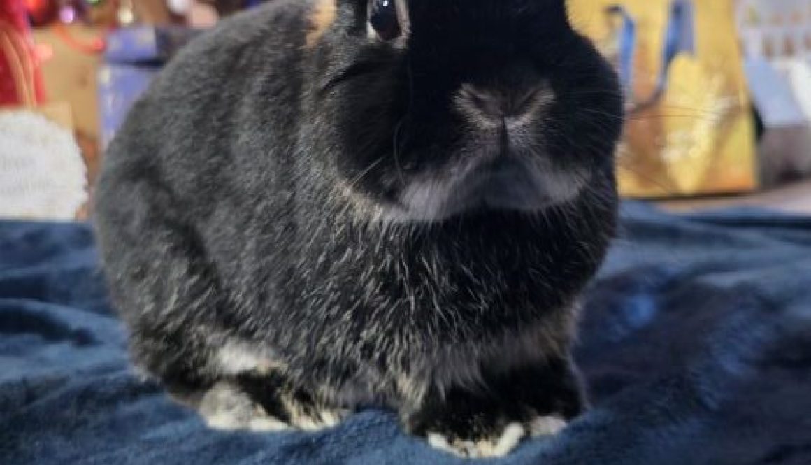 Rabbit on the carpet