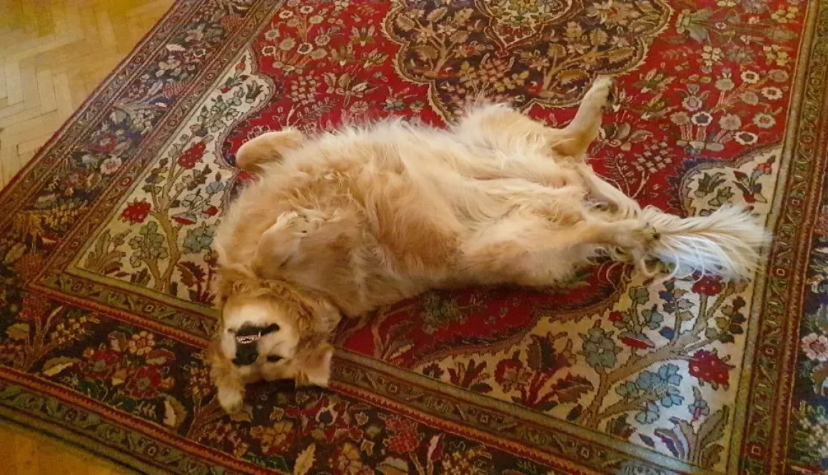A clean, fresh carpet in an Ely home with a happy dog lying down after professional cleaning.