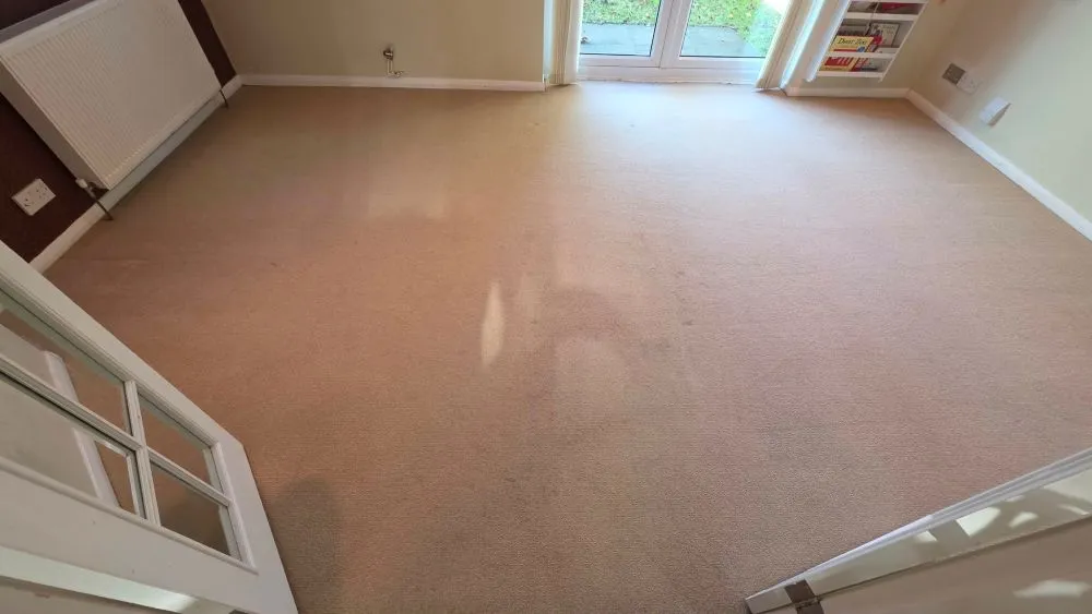 Same Ely carpet after hot water extraction cleaning, looking bright, fluffy, and refreshed.