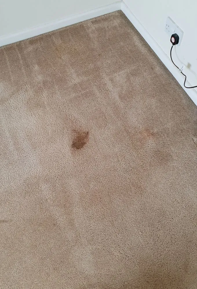 Unsightly pet accident stain on a bedroom carpet in an Ely home, requiring professional enzyme cleaning.
